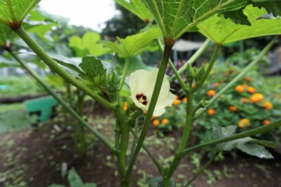 何のお花でしょう・・・