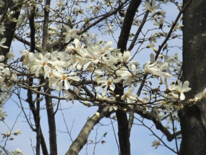 お花見散歩